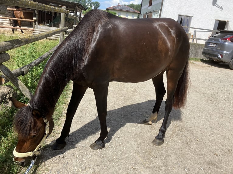 Weitere Ponys/Kleinpferde Mix Stute 11 Jahre 148 cm Brauner in Niederneukirchen