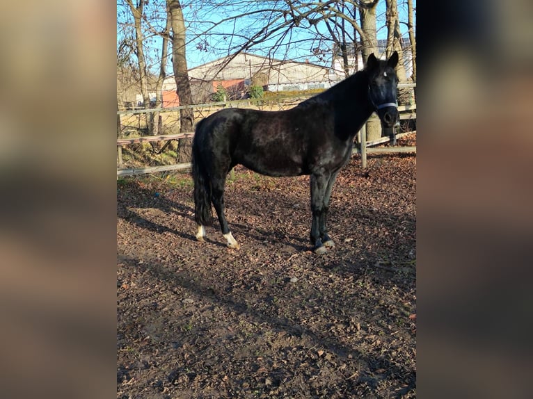 Weitere Ponys/Kleinpferde Stute 11 Jahre 148 cm Rappe in Vienenburg