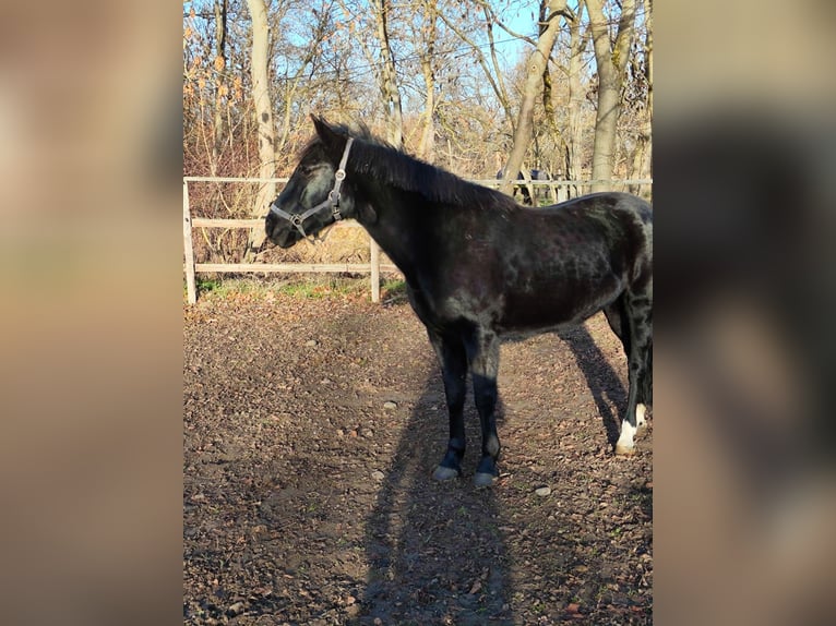 Weitere Ponys/Kleinpferde Stute 11 Jahre 148 cm Rappe in Vienenburg
