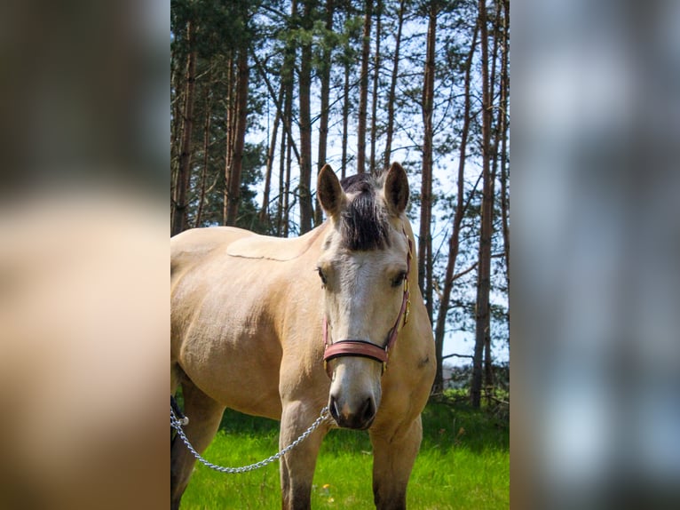 Weitere Ponys/Kleinpferde Mix Stute 11 Jahre 150 cm Falbe in Kamień pomorski