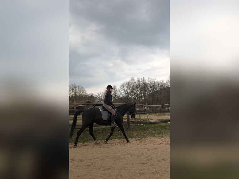 Weitere Ponys/Kleinpferde Stute 11 Jahre 156 cm Rappe in Bruck in der Oberpfalz
