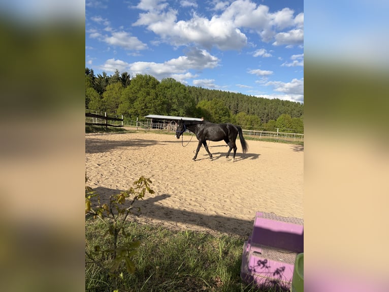 Weitere Ponys/Kleinpferde Stute 11 Jahre 156 cm Rappe in Bruck in der Oberpfalz