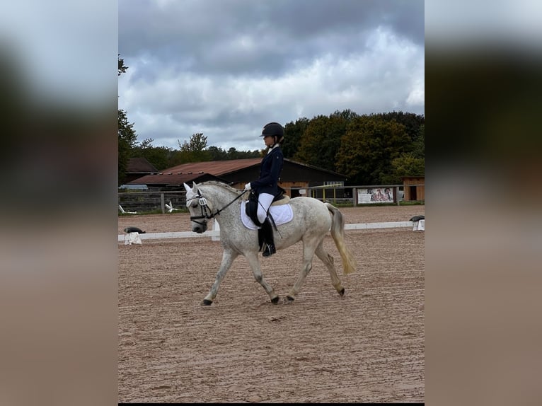 Weitere Ponys/Kleinpferde Stute 11 Jahre  in Roth