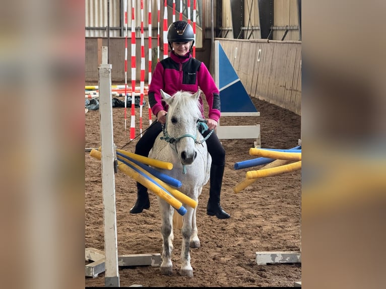 Weitere Ponys/Kleinpferde Stute 11 Jahre  in Roth