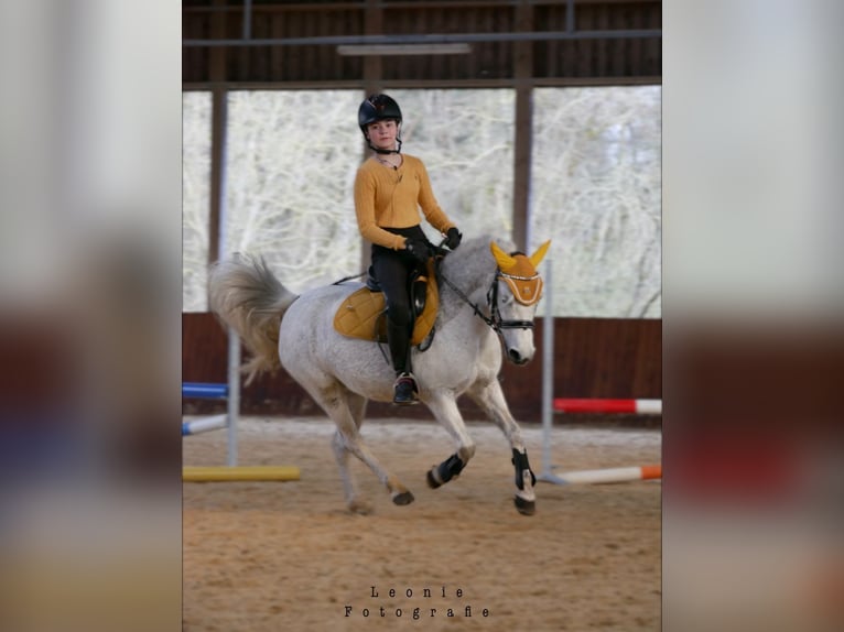 Weitere Ponys/Kleinpferde Stute 11 Jahre  in Roth