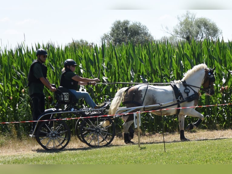 Weitere Ponys/Kleinpferde Stute 11 Jahre Schecke in Wettringen