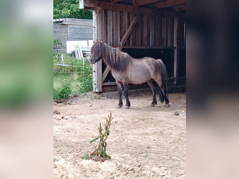 Weitere Ponys/Kleinpferde Stute 12 Jahre 115 cm Falbe in Hamburg