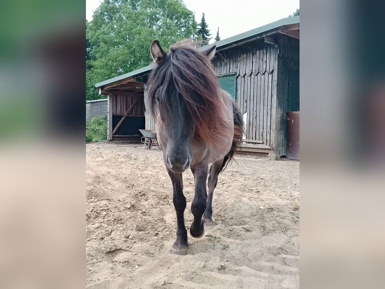 Weitere Ponys/Kleinpferde Stute 12 Jahre 115 cm Falbe in Hamburg