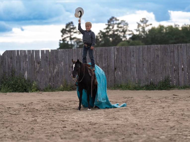 Weitere Ponys/Kleinpferde Stute 12 Jahre 122 cm Rappe in Nevis