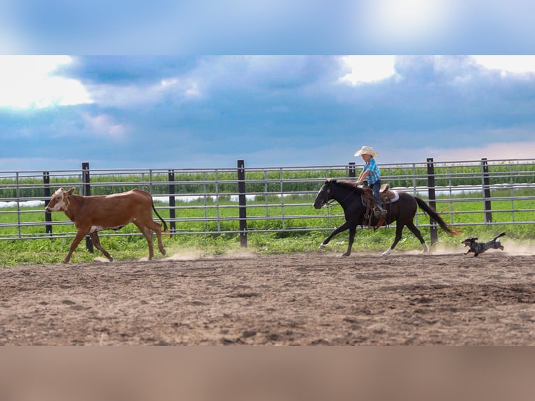 Weitere Ponys/Kleinpferde Stute 12 Jahre 122 cm Rappe in Nevis