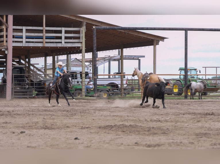Weitere Ponys/Kleinpferde Stute 12 Jahre 122 cm Rappe in Nevis