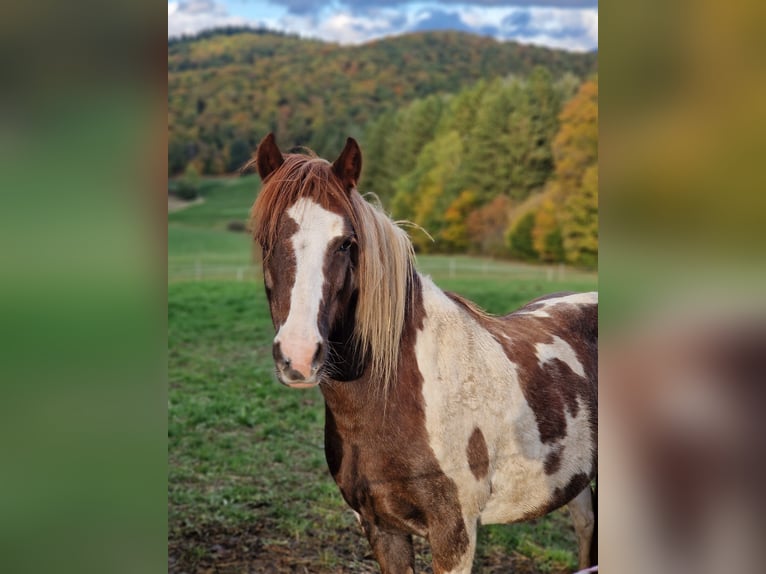 Weitere Ponys/Kleinpferde Mix Stute 12 Jahre 124 cm Schecke in Wesseling