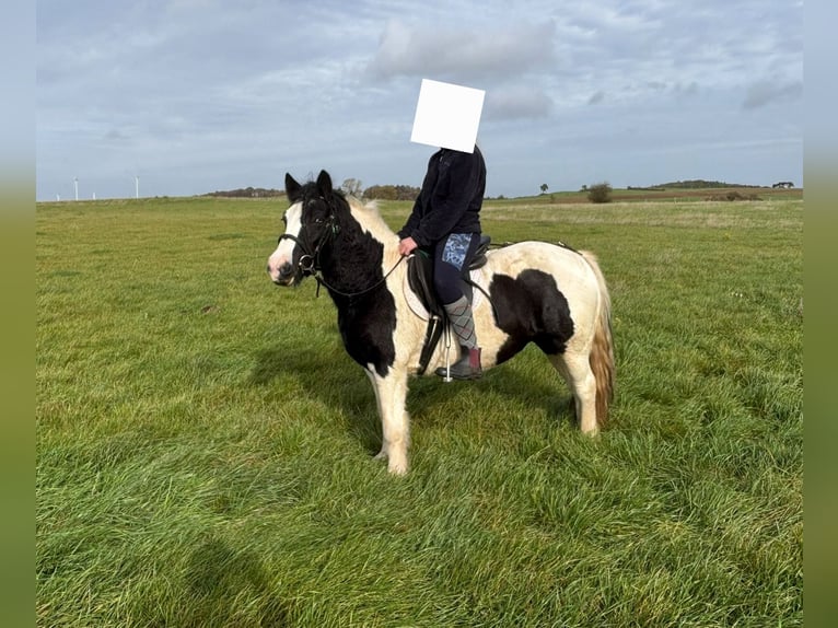 Weitere Ponys/Kleinpferde Stute 12 Jahre 125 cm Schecke in Nettersheim