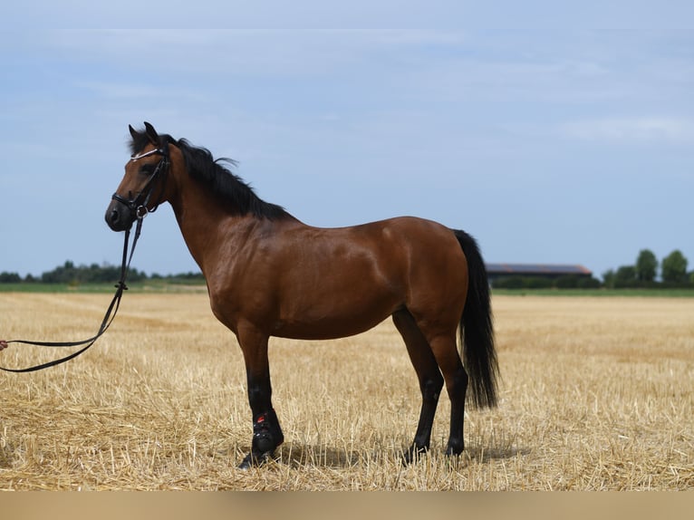 Weitere Ponys/Kleinpferde Stute 12 Jahre 127 cm Brauner in Geilenkirchen