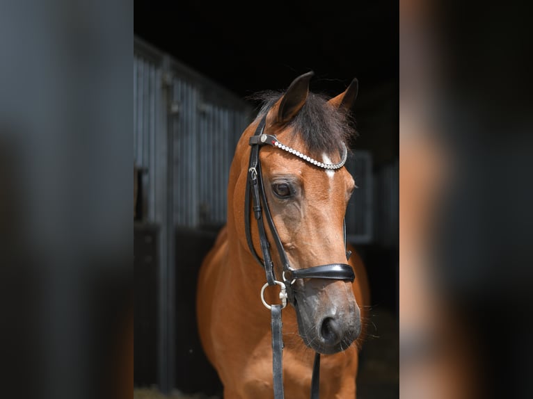 Weitere Ponys/Kleinpferde Stute 12 Jahre 127 cm Brauner in Geilenkirchen