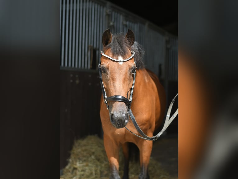 Weitere Ponys/Kleinpferde Stute 12 Jahre 127 cm Brauner in Geilenkirchen