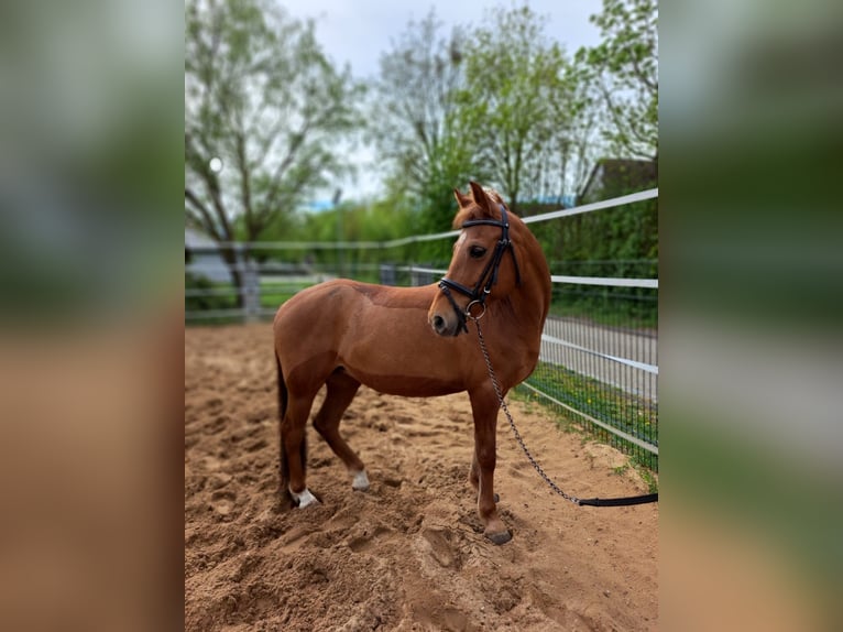 Weitere Ponys/Kleinpferde Stute 12 Jahre 138 cm Fuchs in N&#xF6;rdlingen