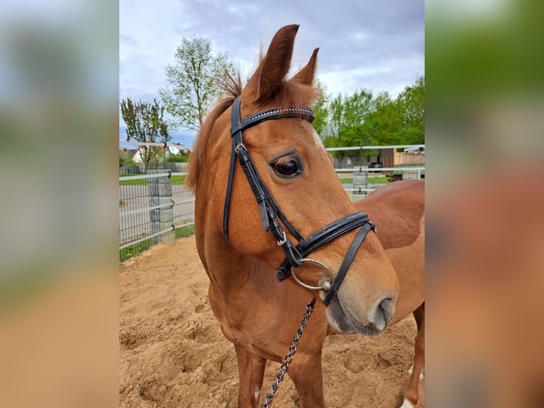 Weitere Ponys/Kleinpferde Stute 12 Jahre 138 cm Fuchs in N&#xF6;rdlingen