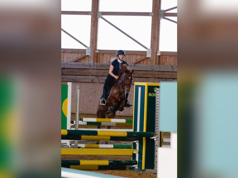 Weitere Ponys/Kleinpferde Stute 12 Jahre 138 cm Fuchs in N&#xF6;rdlingen