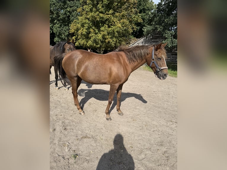 Weitere Ponys/Kleinpferde Stute 12 Jahre 142 cm Fuchs in Barver