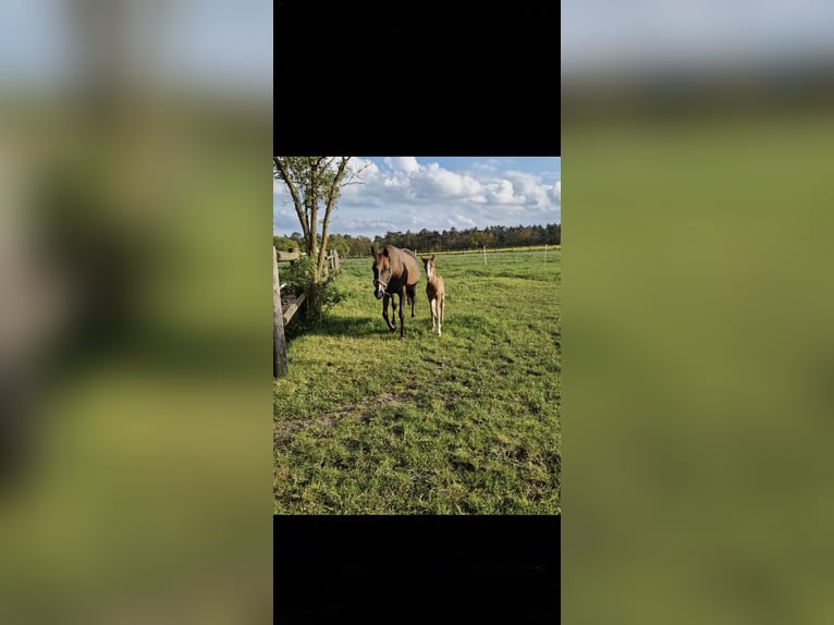 Weitere Ponys/Kleinpferde Stute 12 Jahre 142 cm Fuchs in Barver