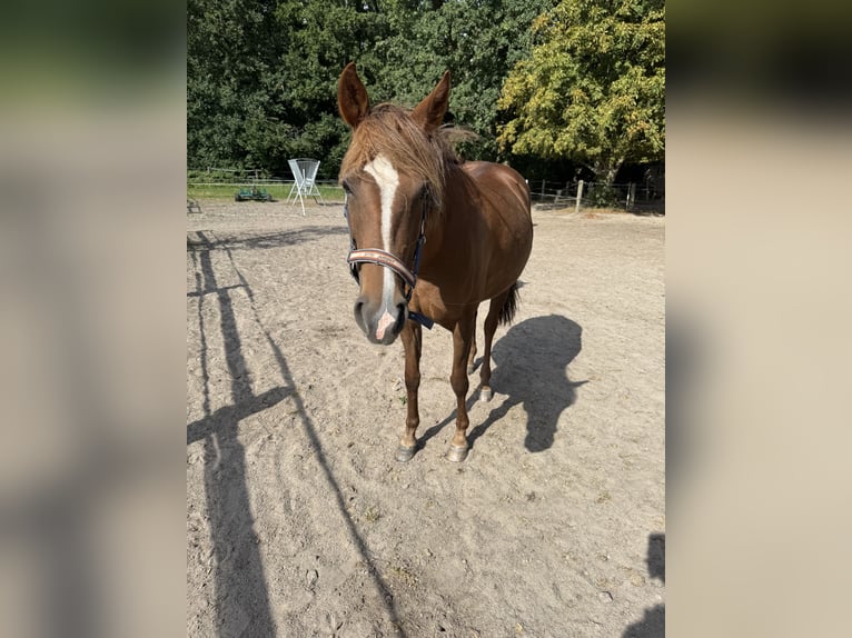 Weitere Ponys/Kleinpferde Stute 12 Jahre 142 cm Fuchs in Barver