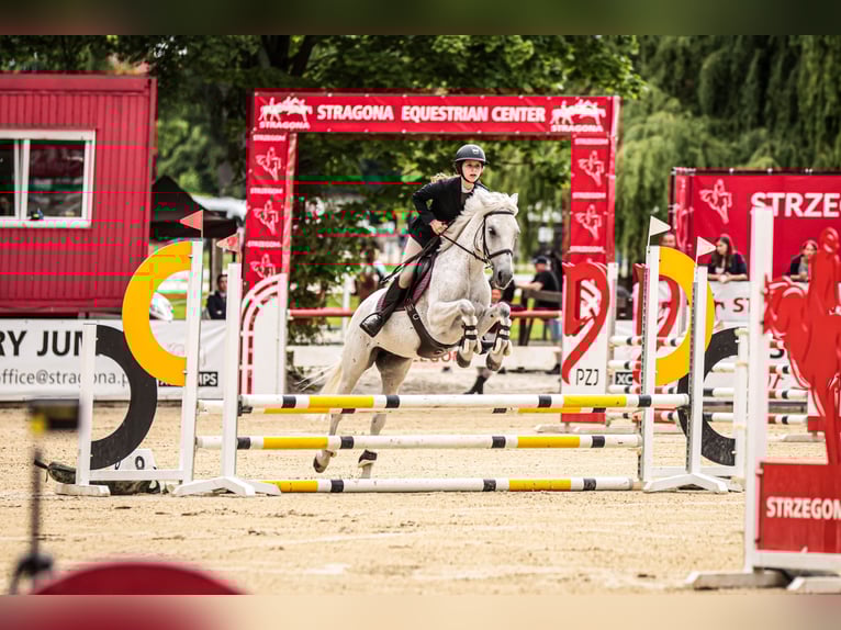 Weitere Ponys/Kleinpferde Mix Stute 12 Jahre 145 cm Schimmel in Trzebnica