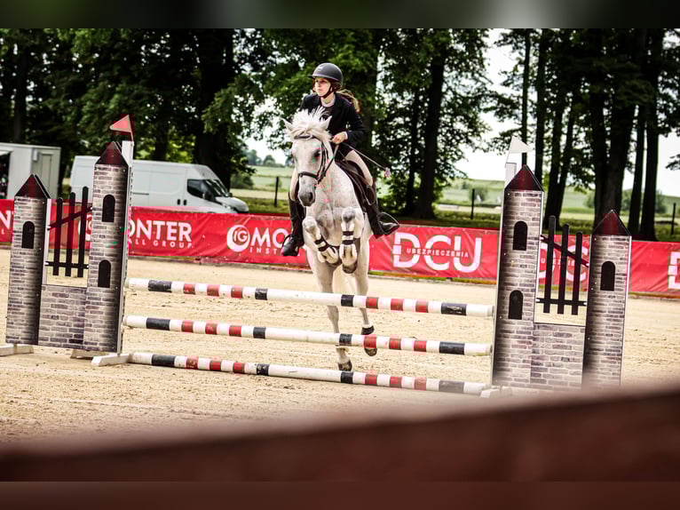 Weitere Ponys/Kleinpferde Mix Stute 12 Jahre 145 cm Schimmel in Trzebnica