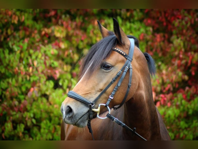 Weitere Ponys/Kleinpferde Stute 12 Jahre 146 cm Brauner in Mehlingen