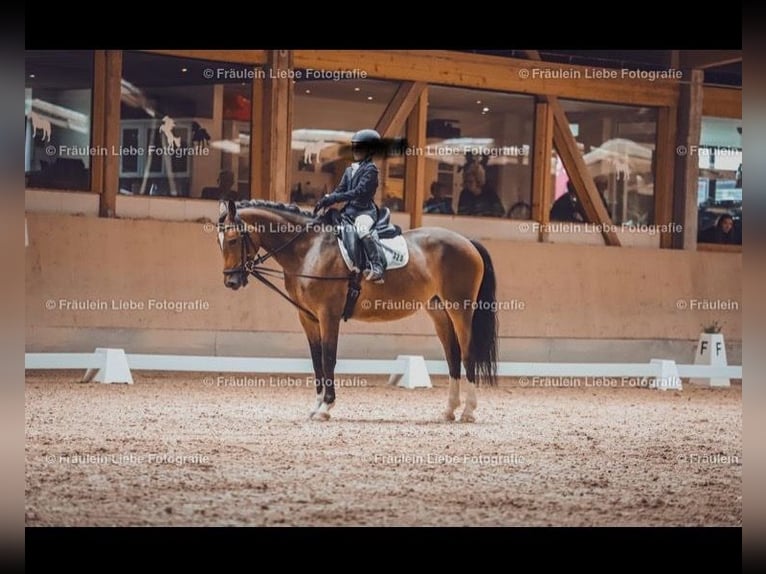 Weitere Ponys/Kleinpferde Stute 12 Jahre 146 cm Brauner in Mehlingen