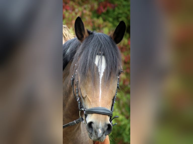 Weitere Ponys/Kleinpferde Stute 12 Jahre 146 cm Brauner in Mehlingen