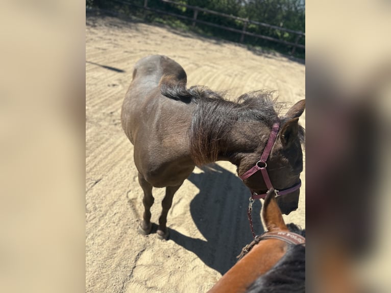 Weitere Ponys/Kleinpferde Stute 12 Jahre 146 cm in Giekau