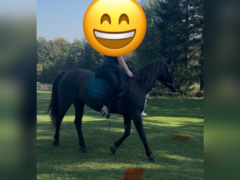 Weitere Ponys/Kleinpferde Stute 12 Jahre 146 cm in Giekau
