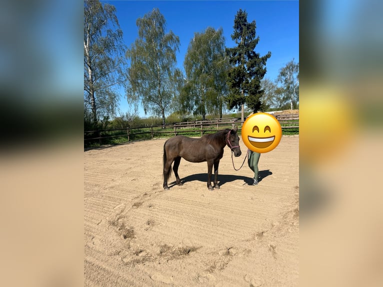 Weitere Ponys/Kleinpferde Stute 12 Jahre 146 cm in Giekau