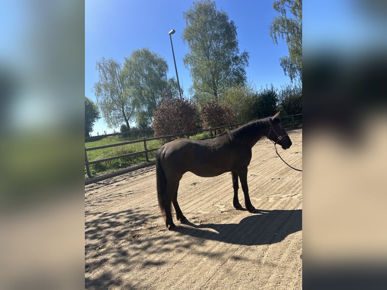 Weitere Ponys/Kleinpferde Stute 12 Jahre 146 cm in Giekau