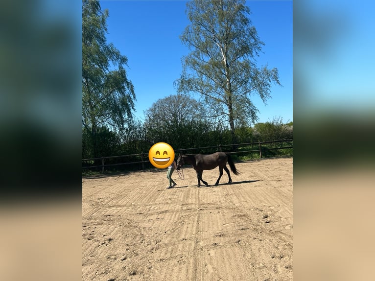 Weitere Ponys/Kleinpferde Stute 12 Jahre 146 cm in Giekau
