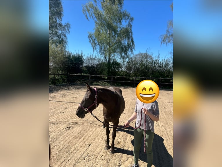 Weitere Ponys/Kleinpferde Stute 12 Jahre 146 cm in Giekau