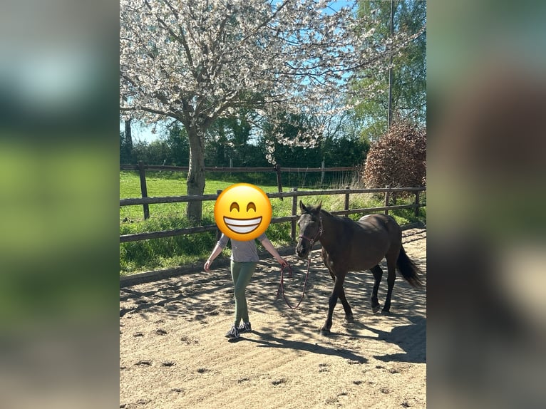 Weitere Ponys/Kleinpferde Stute 12 Jahre 146 cm in Giekau