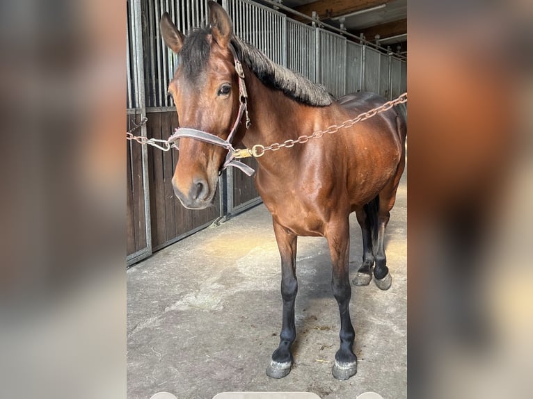 Weitere Ponys/Kleinpferde Mix Stute 12 Jahre 148 cm Brauner in Bevern
