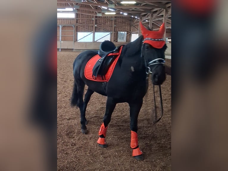 Weitere Ponys/Kleinpferde Stute 12 Jahre 148 cm Rappe in Gerstetten