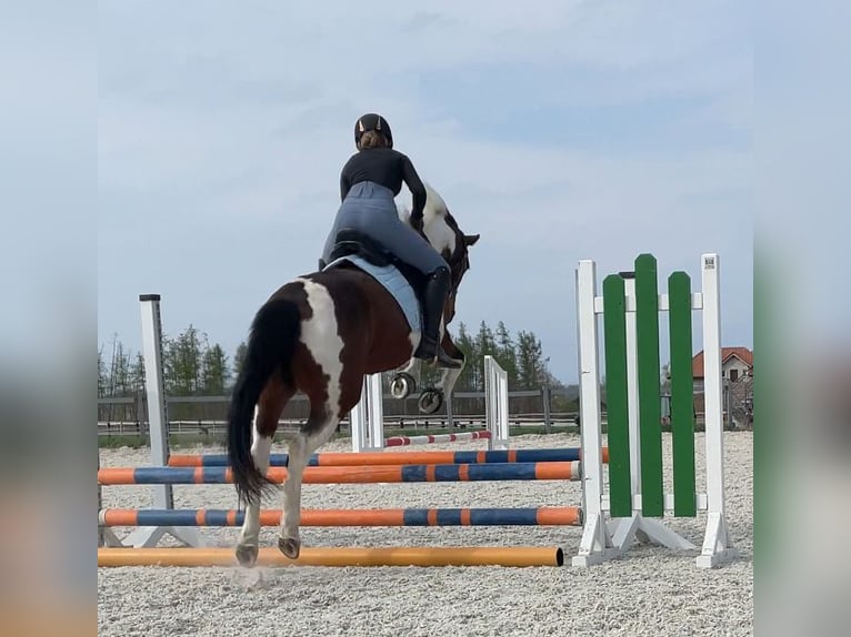 Weitere Ponys/Kleinpferde Mix Stute 12 Jahre 149 cm Schecke in Neukieritzsch