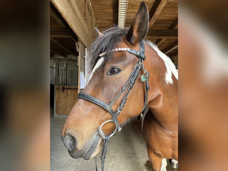 Weitere Ponys/Kleinpferde Mix Stute 12 Jahre 149 cm Schecke in Neukieritzsch