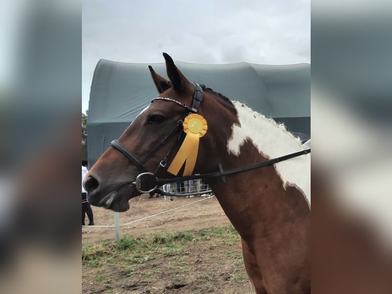 Weitere Ponys/Kleinpferde Mix Stute 12 Jahre 149 cm Schecke in Neukieritzsch