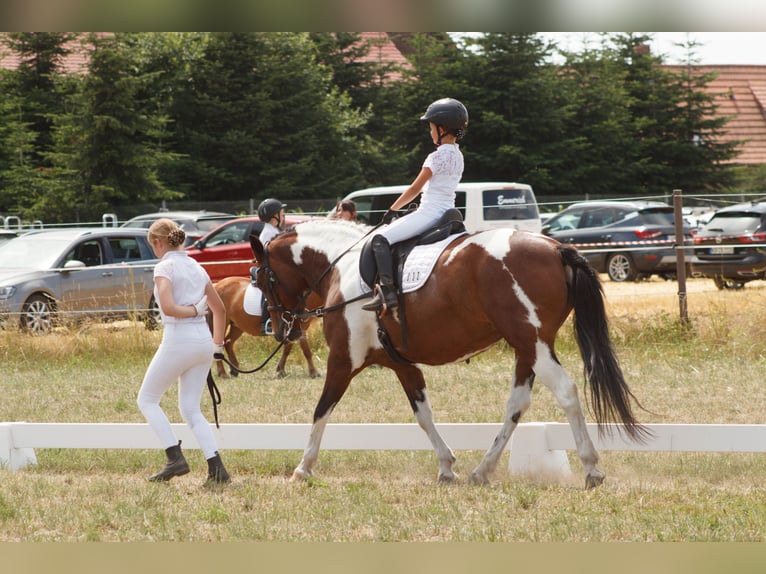 Weitere Ponys/Kleinpferde Mix Stute 12 Jahre 149 cm Schecke in Neukieritzsch