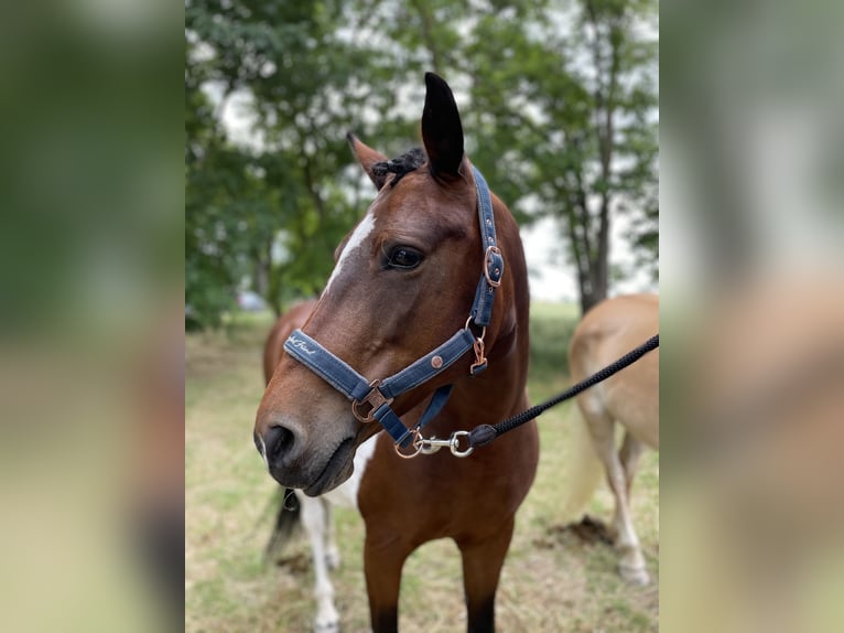 Weitere Ponys/Kleinpferde Mix Stute 12 Jahre 149 cm Schecke in Neukieritzsch
