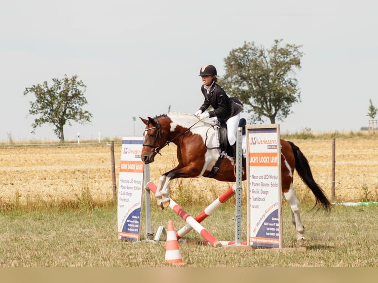 Weitere Ponys/Kleinpferde Mix Stute 12 Jahre 149 cm Schecke in Neukieritzsch