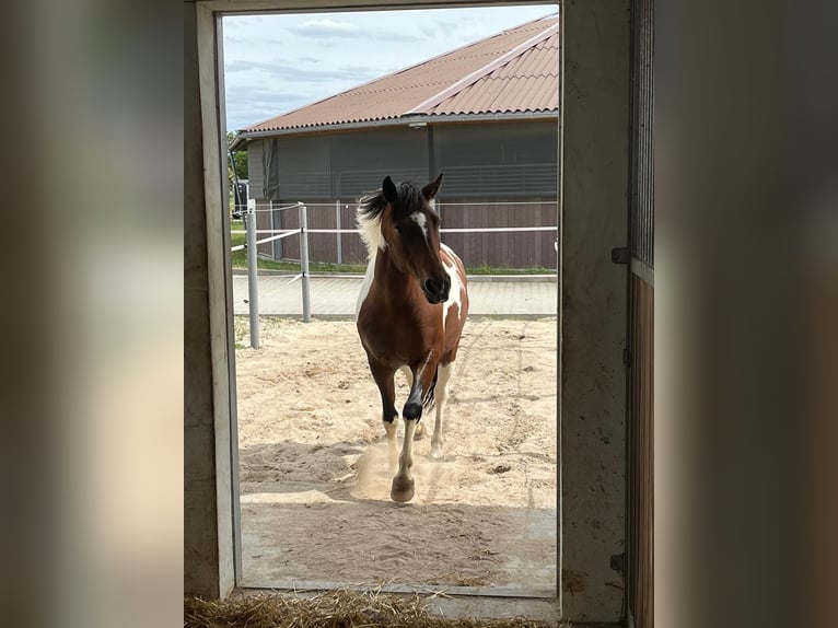 Weitere Ponys/Kleinpferde Mix Stute 12 Jahre 149 cm Schecke in Neukieritzsch