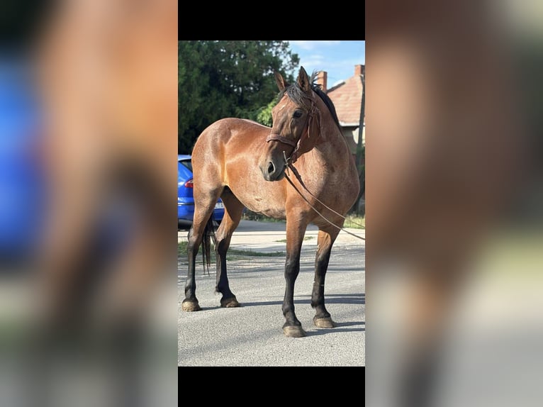 Weitere Ponys/Kleinpferde Stute 12 Jahre 153 cm Roan-Red in Bochum