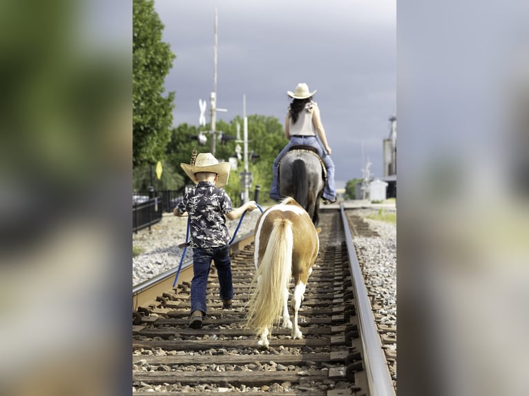 Weitere Ponys/Kleinpferde Stute 12 Jahre 81 cm Schecke in Weatherford