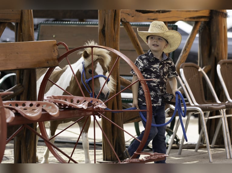 Weitere Ponys/Kleinpferde Stute 12 Jahre 81 cm Schecke in Weatherford